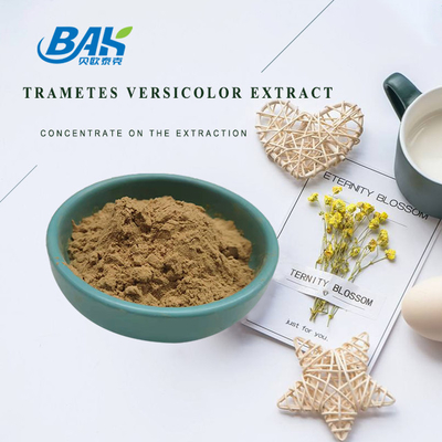 Ekstrakt z grzybów klasy spożywczej Suplement Trametes Ekstrakt Versicolor 10% - 50%