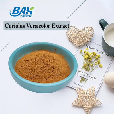 Ekstrakt grzyba Coriolus Versicolor Organic Supplement Brązowy żółty proszek