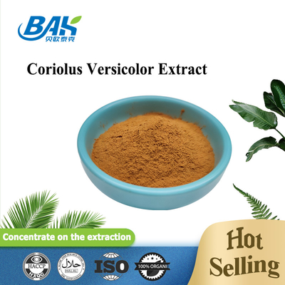 Ekstrakt grzyba Coriolus Versicolor Organic Supplement Brązowy żółty proszek