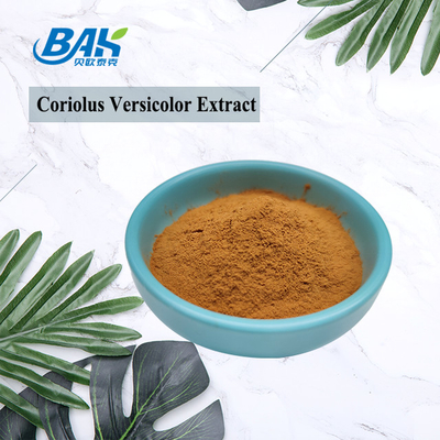 Ekstrakt grzyba Coriolus Versicolor Organic Supplement Brązowy żółty proszek