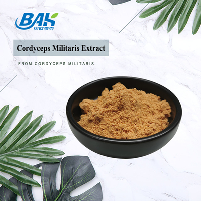 80 do 120 sieci Cordyceps Militaris Extract Powder Factory Supply