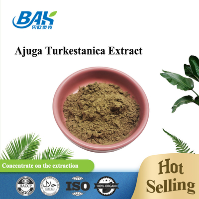 Ekstrakt Ajuga Turkestanica 2%-20%