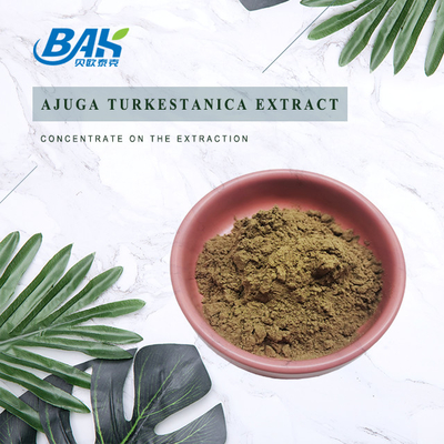 Ekstrakt Ajuga Turkestanica 2%-20%