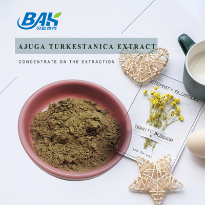 Ekstrakt Ajuga Turkestanica 2%-20%