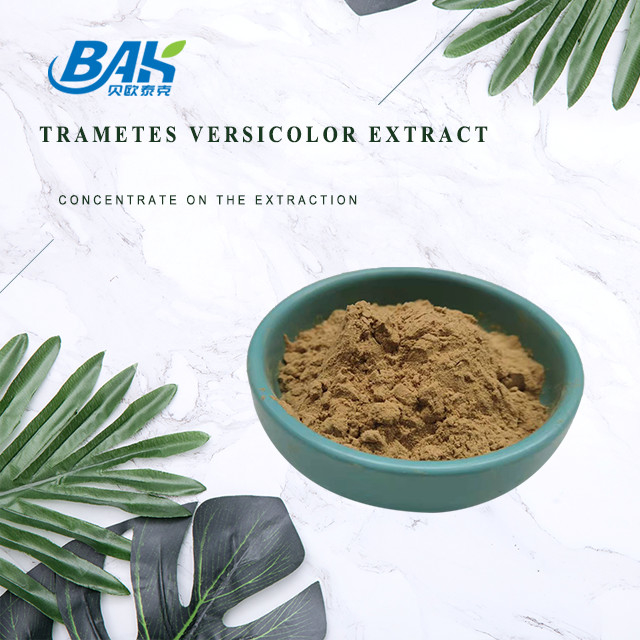 10% - 50% Trametes Versicolor Extract Powder Suplement z ekstraktem grzybów