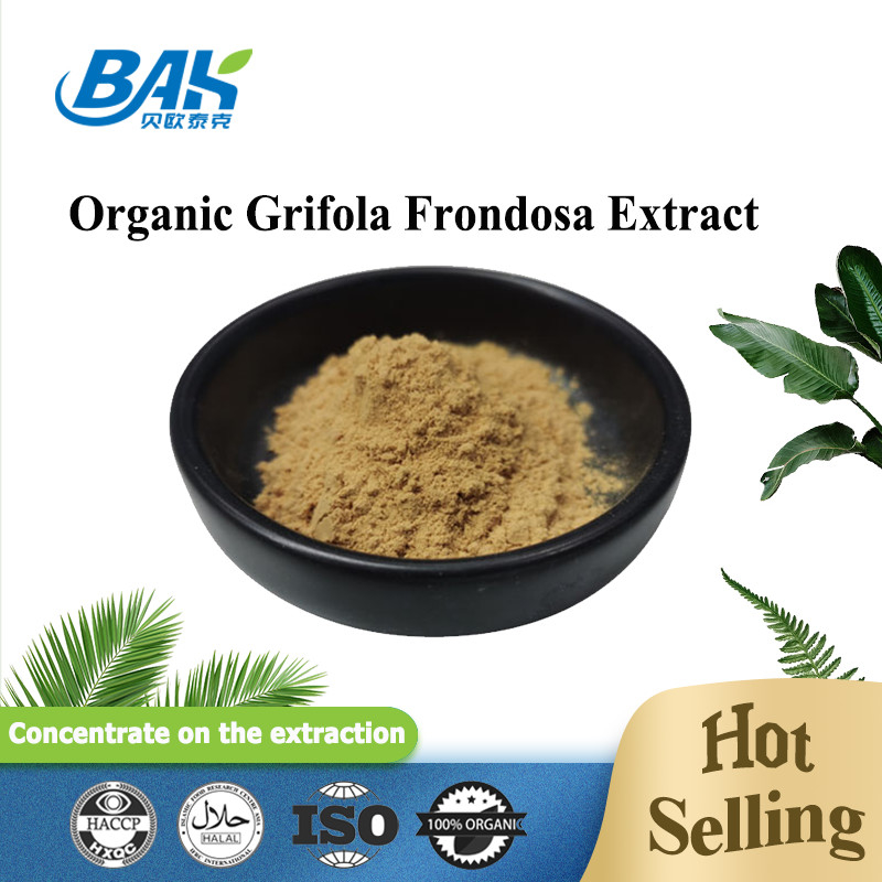 Ekstrakt organiczny z Grifola Frondosa Beta Glucan 70% Ekstrakt z grzybów Suplement UV VIS Powder